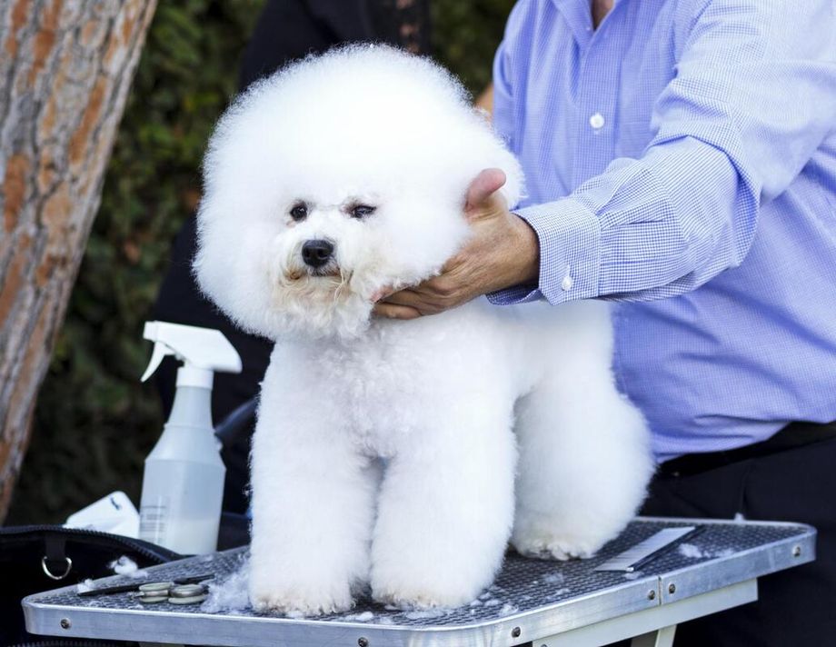 Great Dog Grooming Longmont of the decade Check it out now 