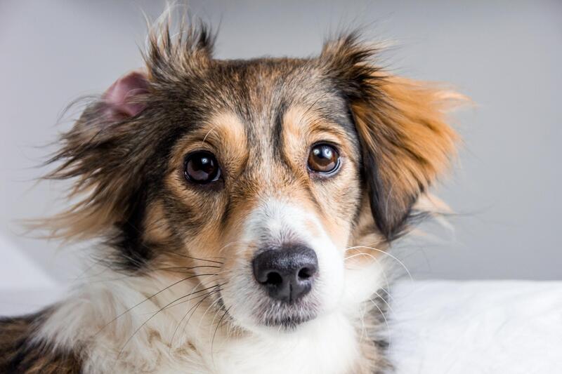 Mobile Pet - Dog Grooming, Pet Bathing Places Near Me, Longmont, CO