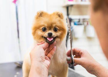 dog grooming services Longmont