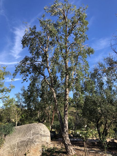 Autumn Park — San Diego, CA — Arborist Trimming Tree