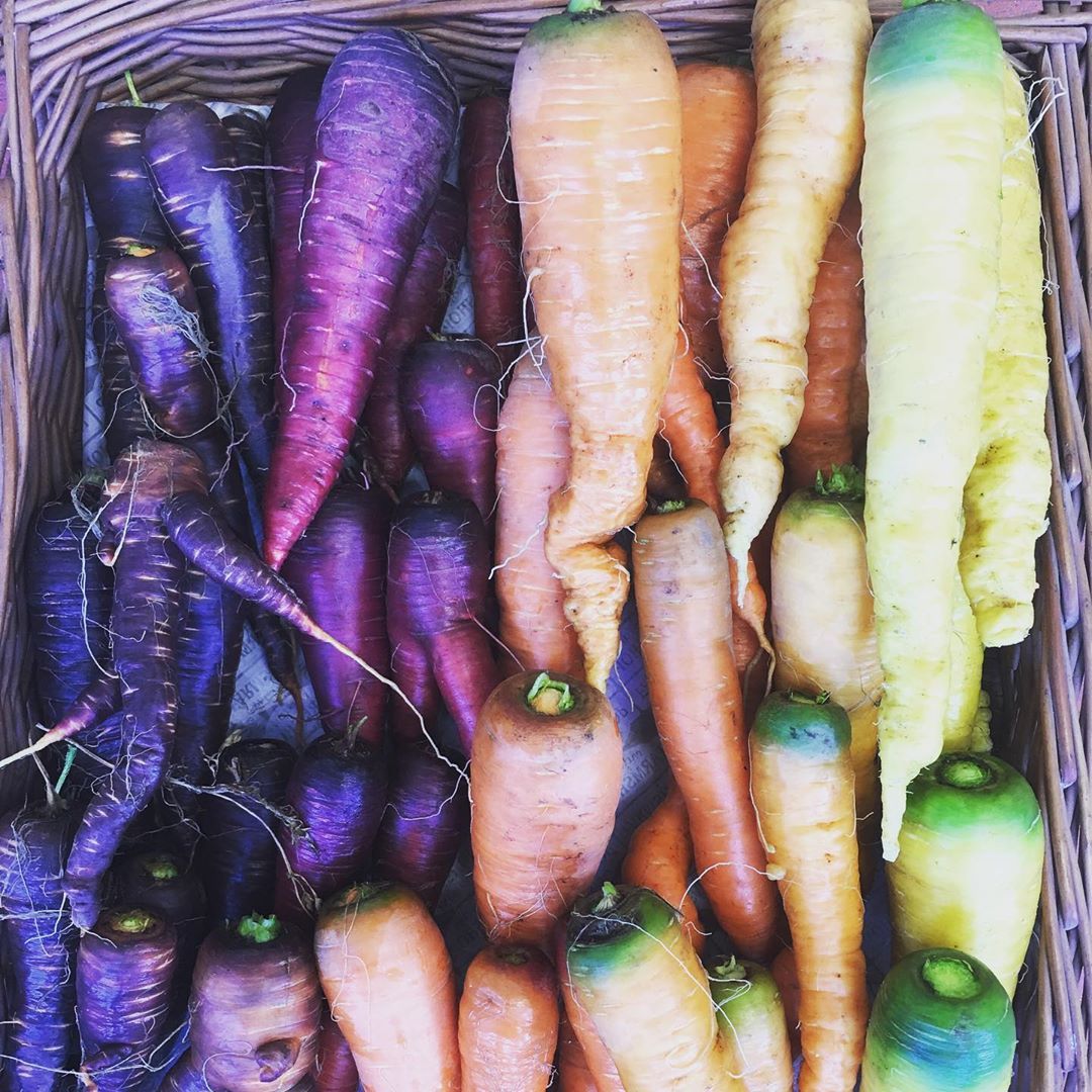 Heritage carrots grown on the farm