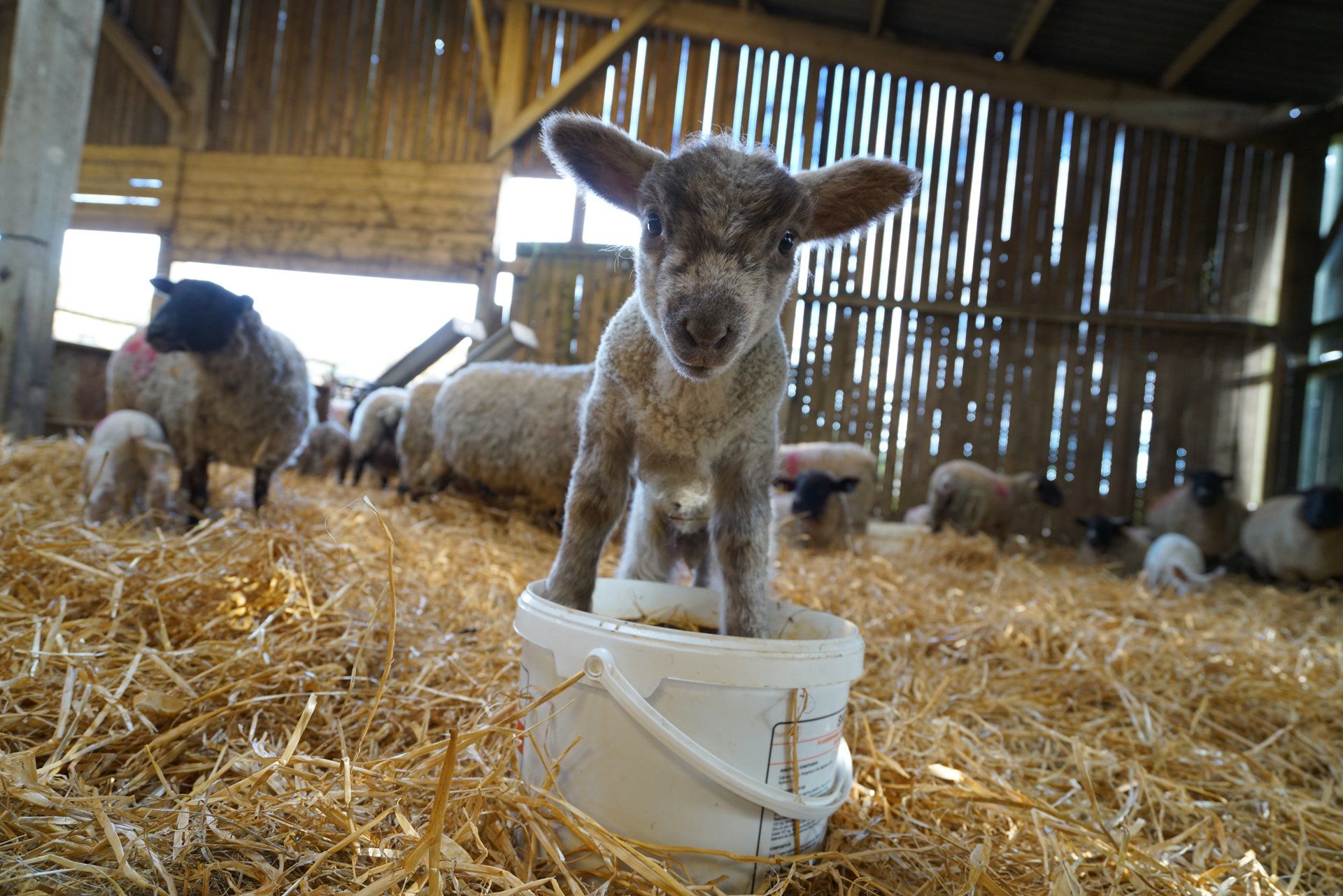 Lambing in  the lambing shed