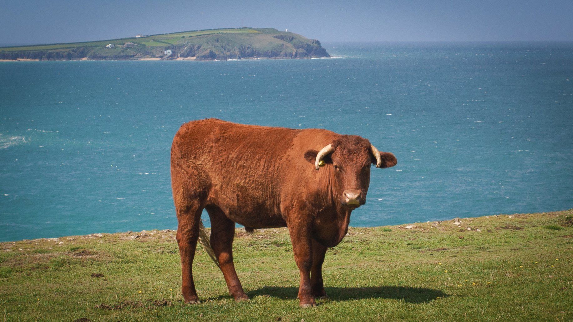 Ruby Red bullock grazing the cliff tops near Padstow
