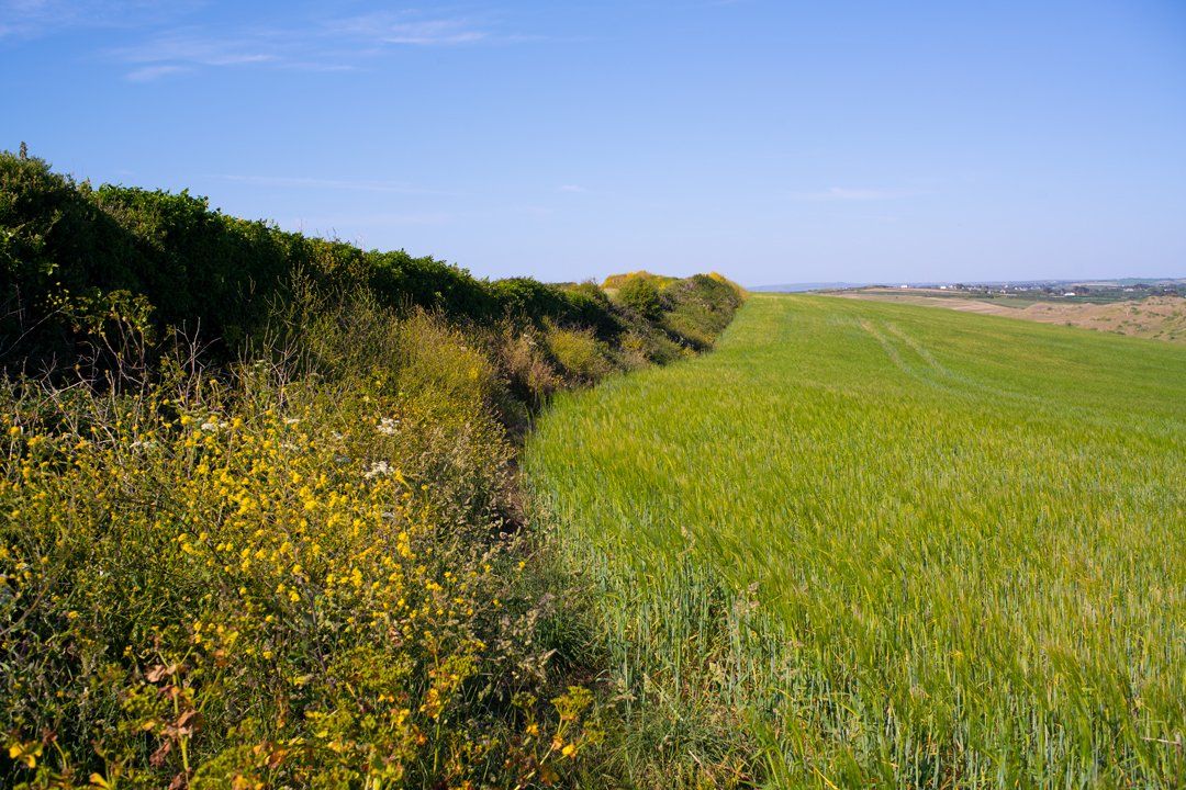 Untouched verges for birds and insects to thrive