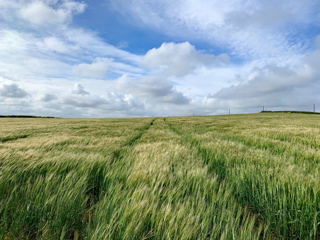 Barley field near Crugmeer