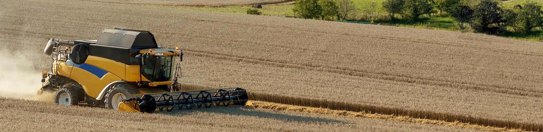 a yellow combine harvester is driving through a field of wheat .