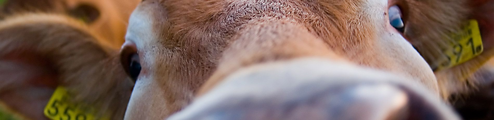 a close up of a cow 's face looking at the camera .
