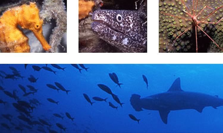Underwater Imaging