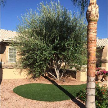 A palm tree is in the middle of a lush green lawn in front of a house.