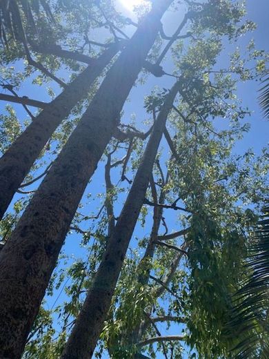 Looking up at a tree with the sun shining through it