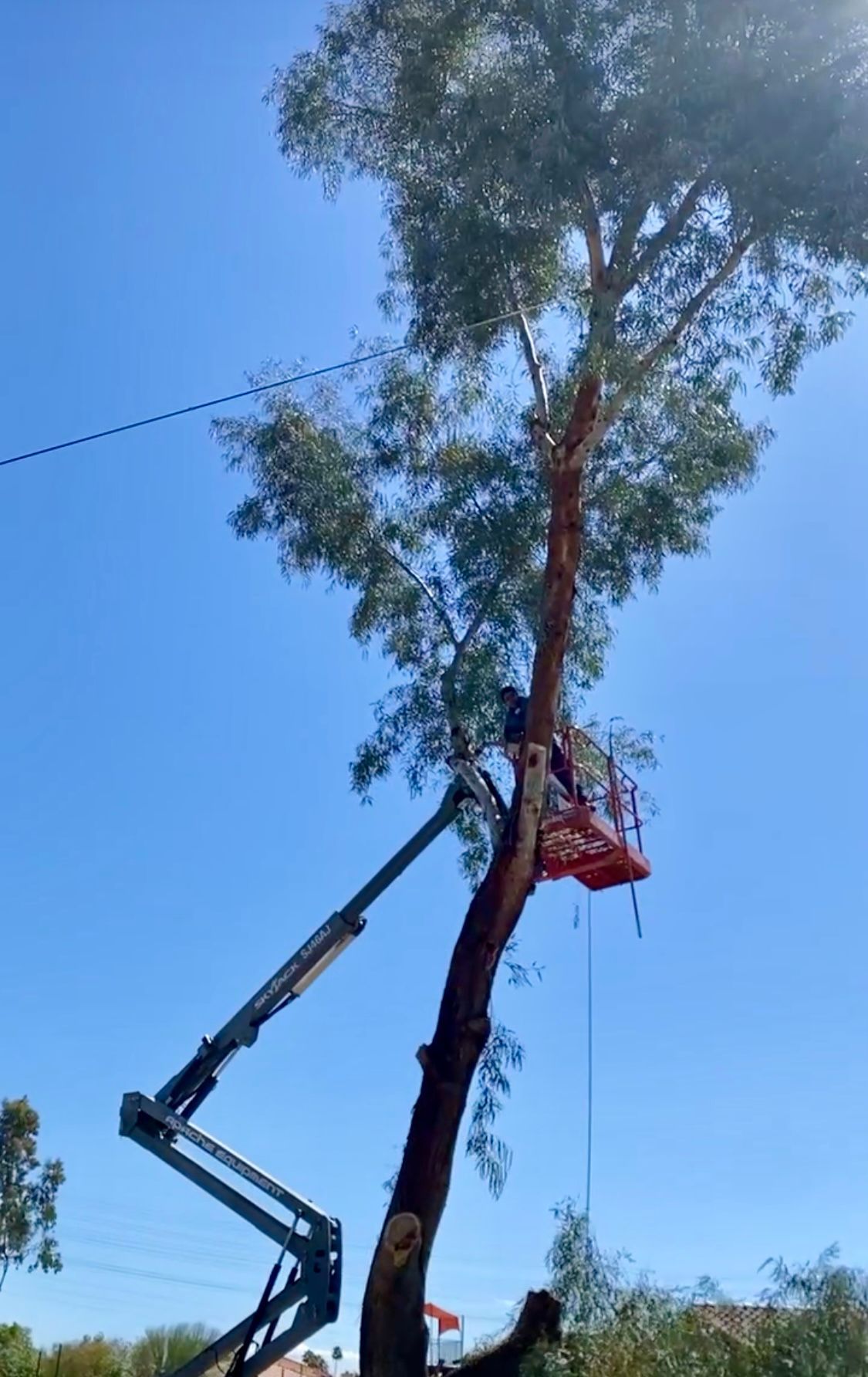 A man is cutting a tree with a crane.