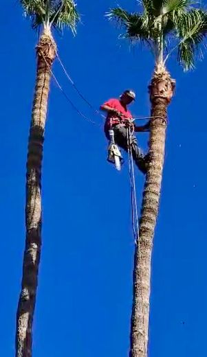 A man is climbing a palm tree with a chainsaw.