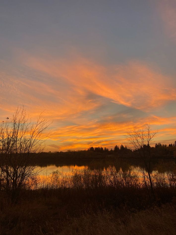 Orange sunset over a calm lake, with dark trees and reeds silhouetted in the foreground.