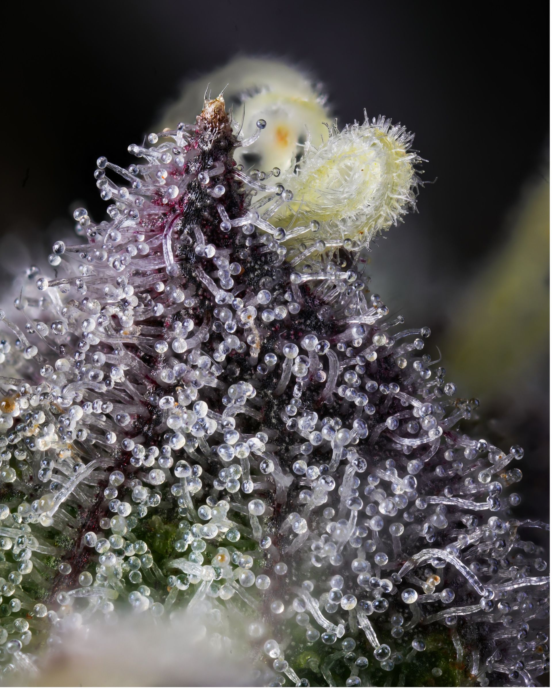 Close-up of cannabis bud covered in trichomes, appearing crystalline and purple with green highlights.