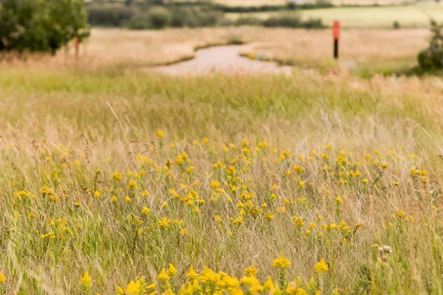 A field of wild yellow flowers in the foreground with a blurred stream and grassy landscape in the distance.