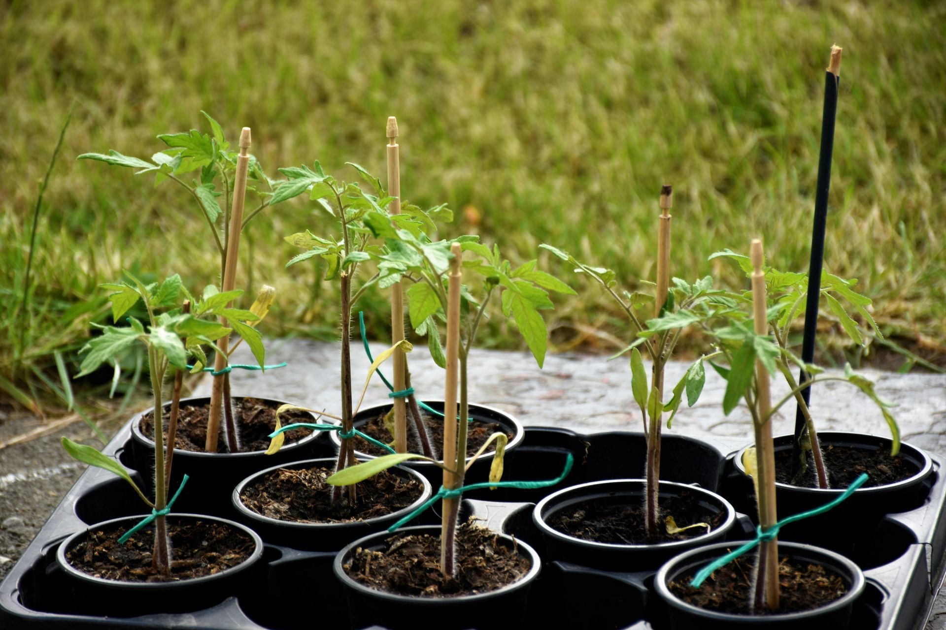 Young seedlings in small pots on a black tray, set outdoors against a grassy background