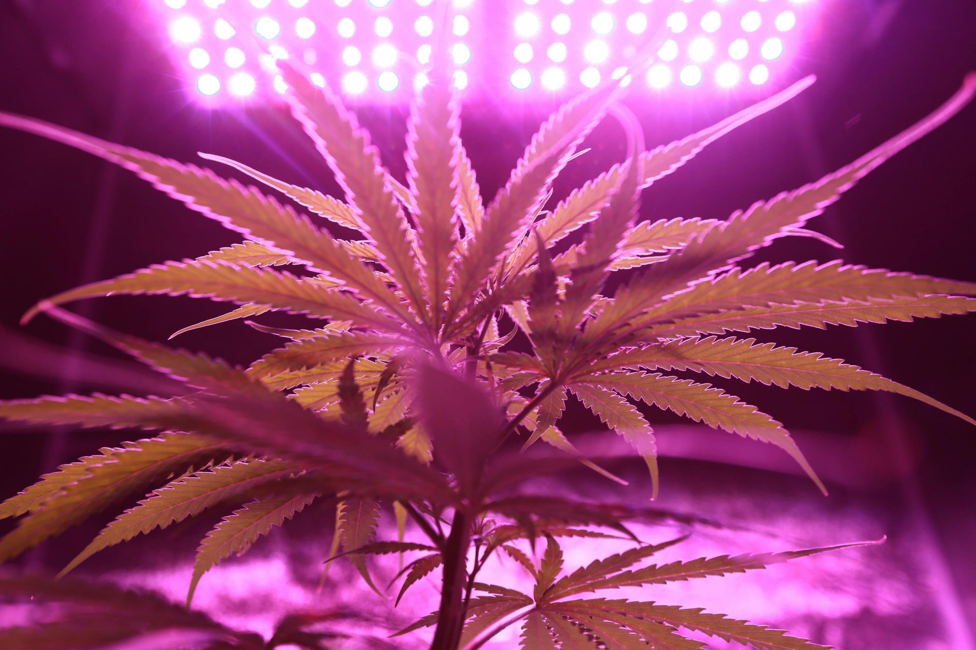 Cannabis plant under bright pink-purple grow lights in an indoor setup