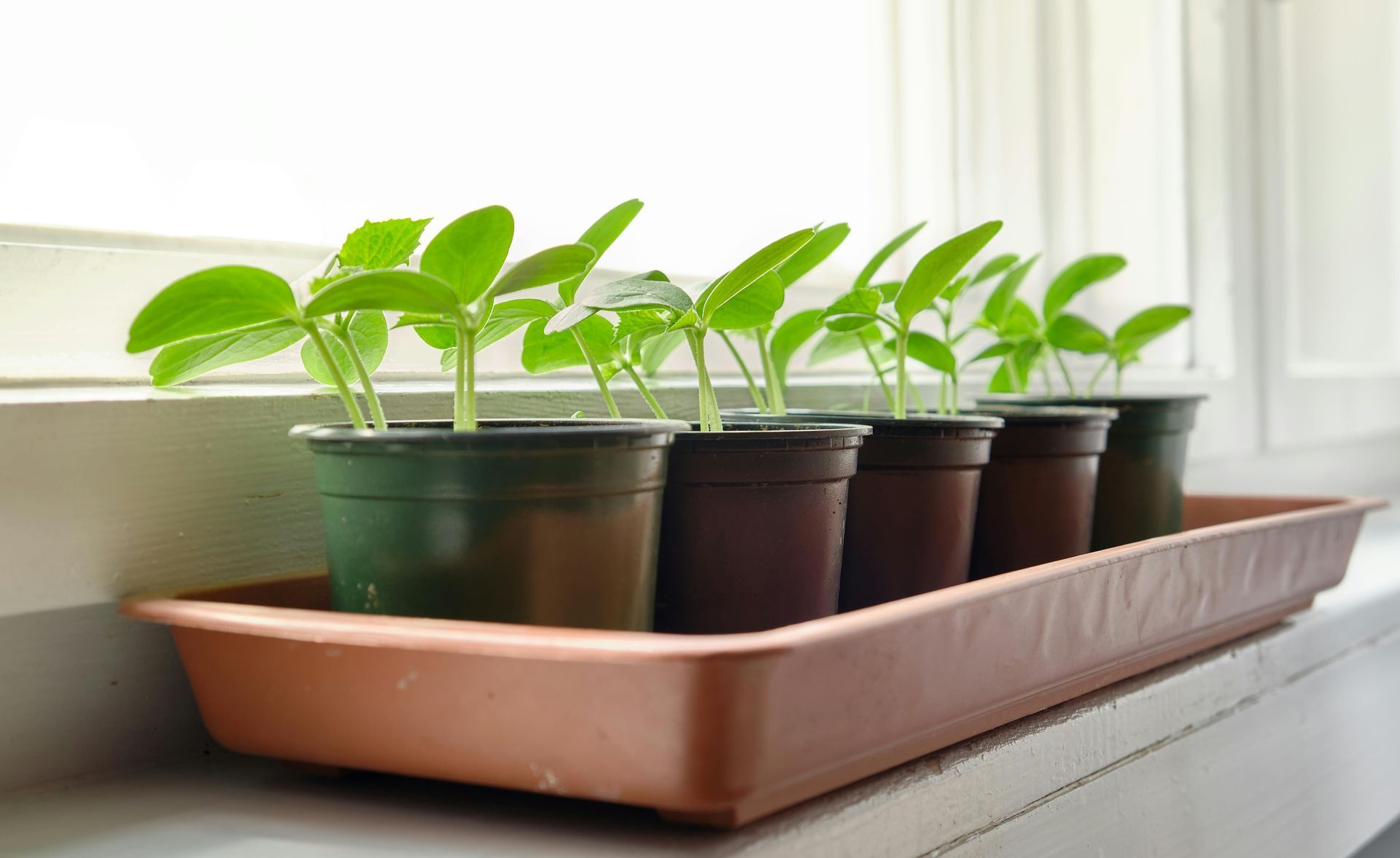Small green seedlings in black pots arranged on a tray by a sunny window.