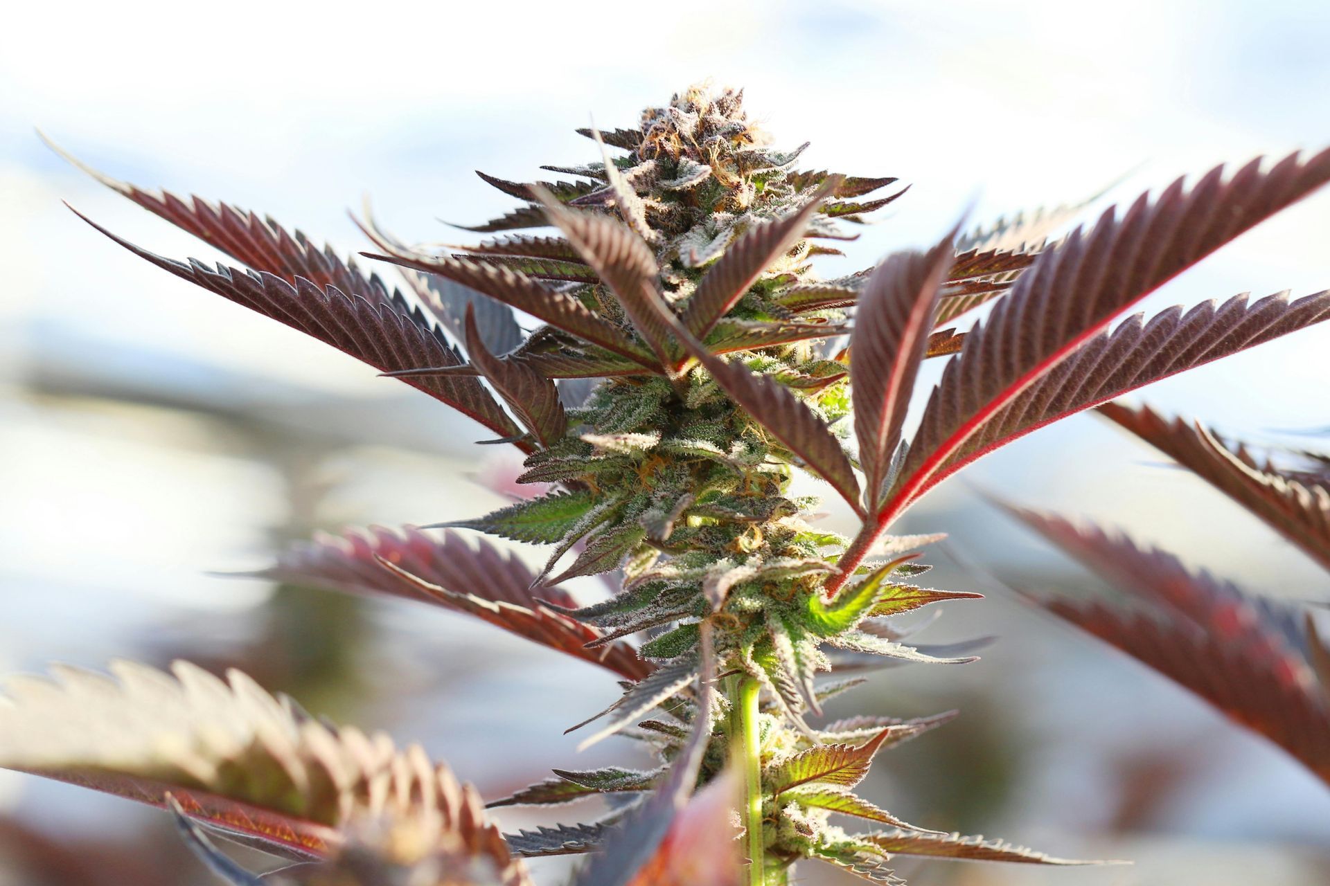 Close-up of a cannabis plant with purple leaves and buds against a blurred sky background