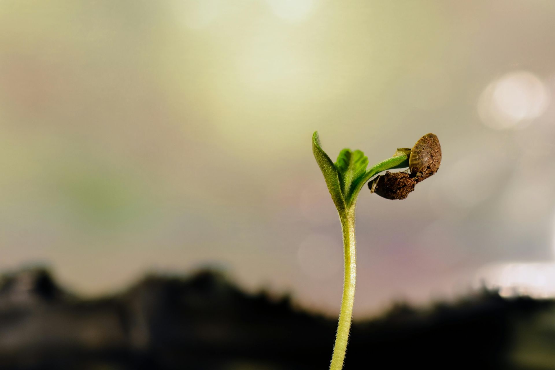 Close-up of a tiny green seedling sprouting from soil against a soft blurred background