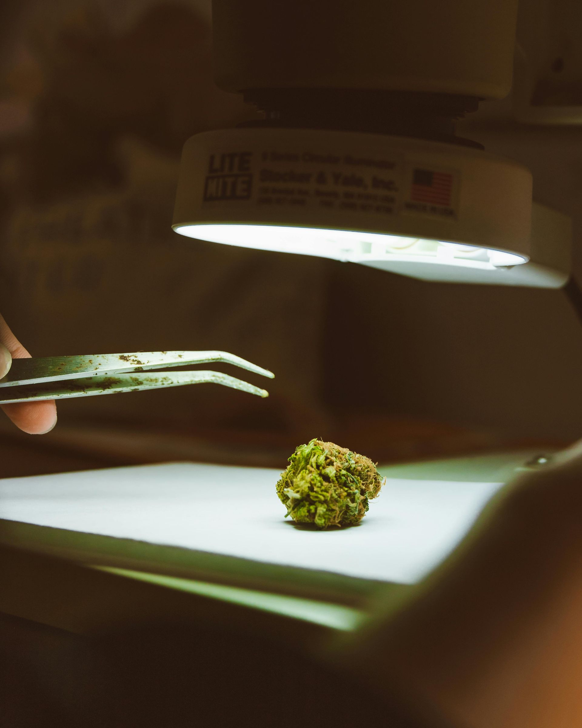 A bud of cannabis held by tweezers under a bright lamp on a white surface.