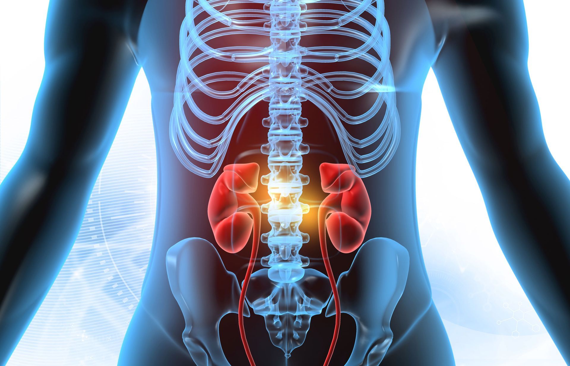 Uma imagem gerada por computador dos rins e da coluna vertebral de uma pessoa