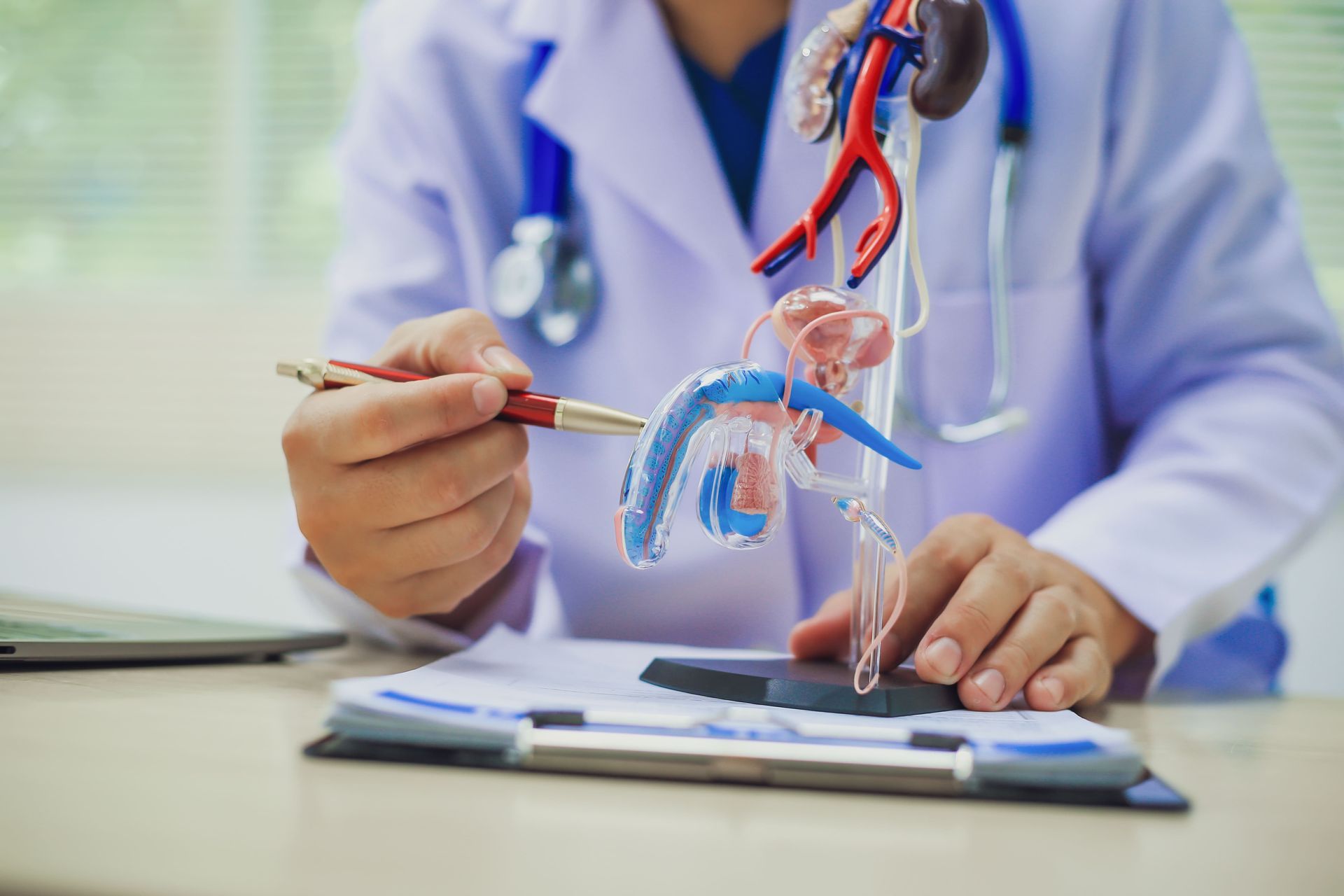 Um médico está segurando uma caneta e olhando para um modelo de rim.
