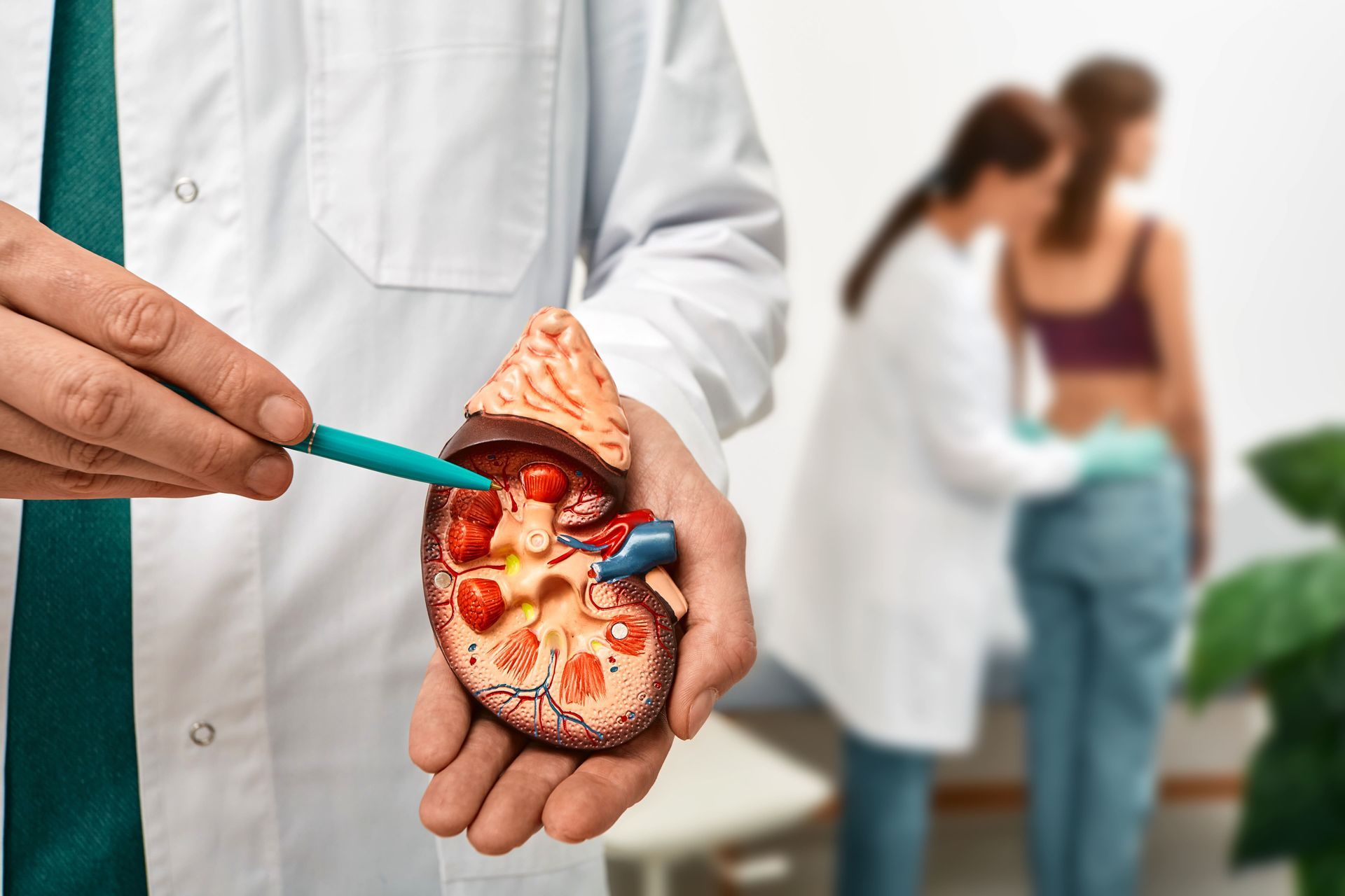 Um médico está segurando um modelo de rim com uma agulha nele.
