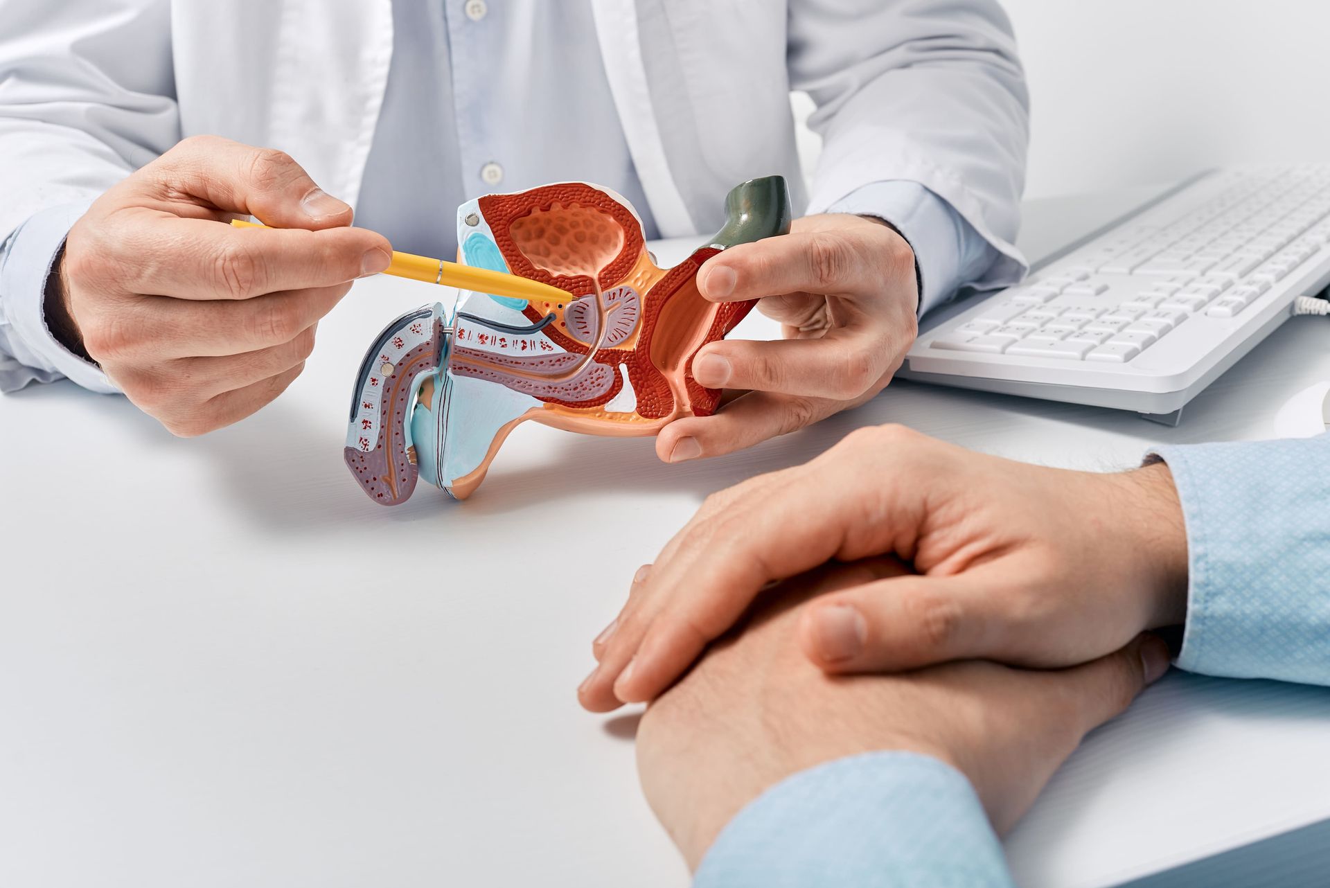Um médico está mostrando um modelo do sistema reprodutor masculino a um paciente.