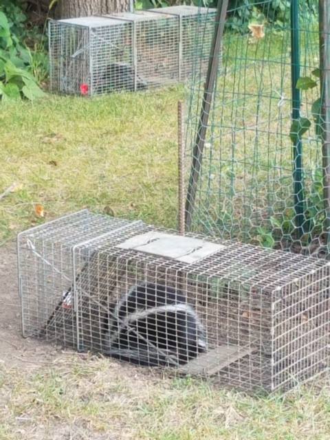 Skunk Inside The Small Cage - Kalispell, MT - Rocky Mountain Wildlife Services