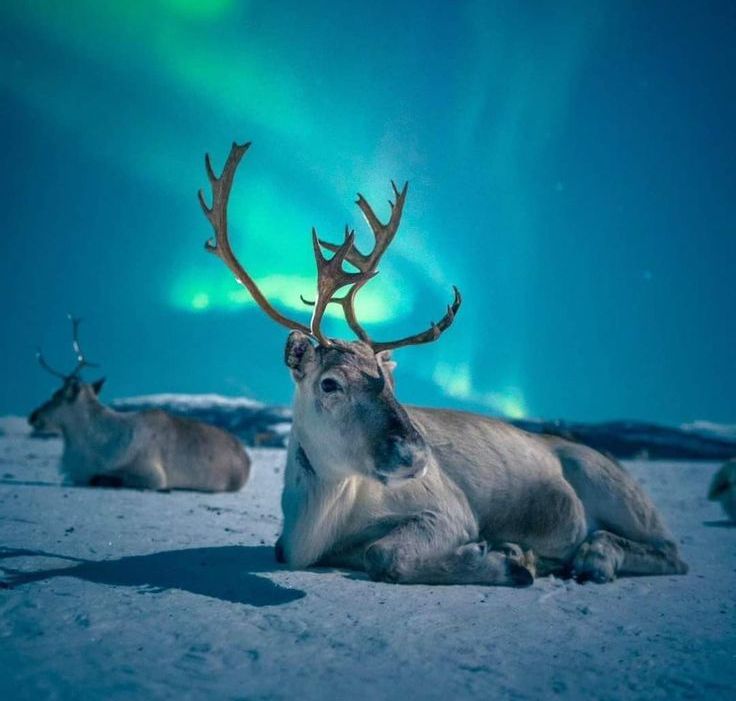 reindeer tromso under aurora northern light