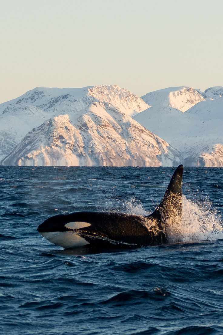orca whale in tromso