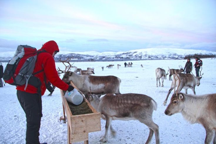 reindeer feeding in tromso norway reindeer sami camp