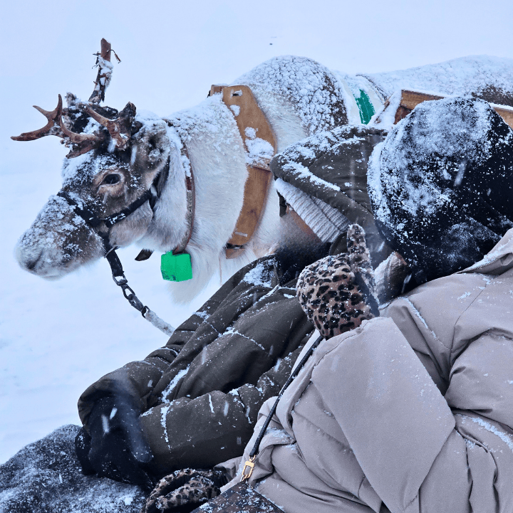 reindeer sledding two couples side by side tromso norway