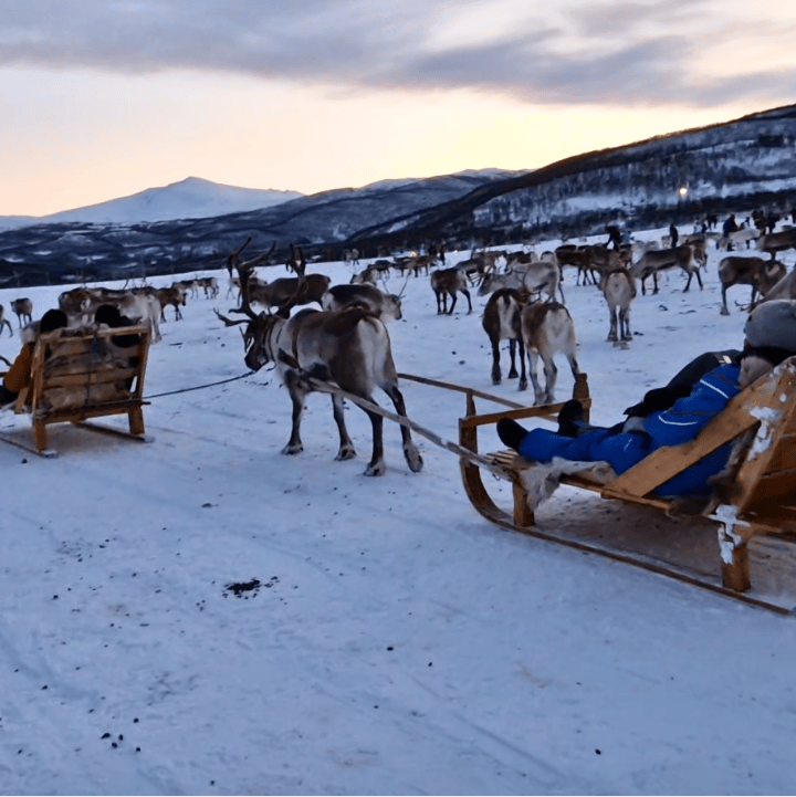 Reindeer sledding snowy landscape and mountain covered in snow in tromso norway