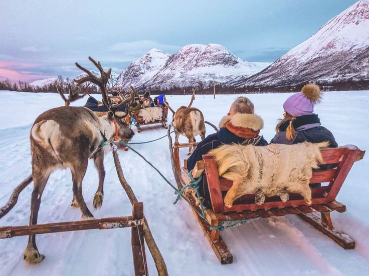 reindeer sledding couples riding reindeer sled in tromso reindeer camp 