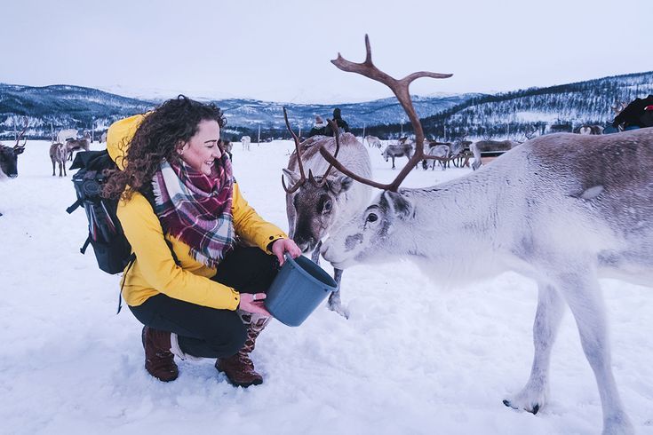 girl feeding reindeer in tromso reindeer camp