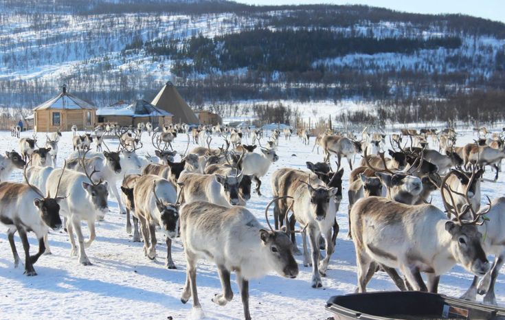 Reindeer herd in tromso camp running over snow and the weather is sunny
