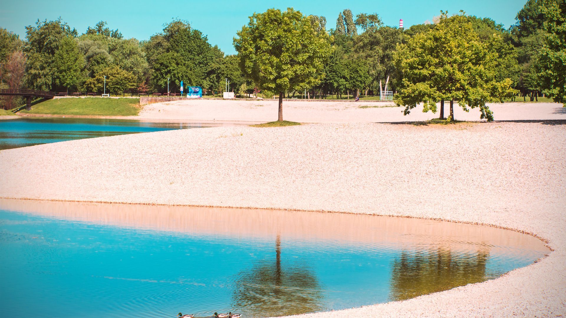 Un anatra nuota in un lago con alberi sullo sfondo.