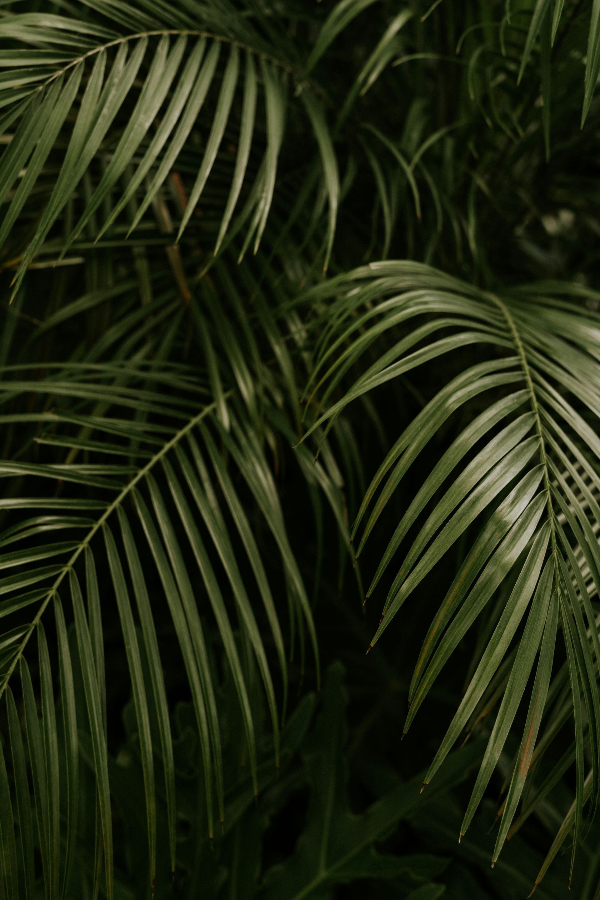 Green palm leaves, close-up.