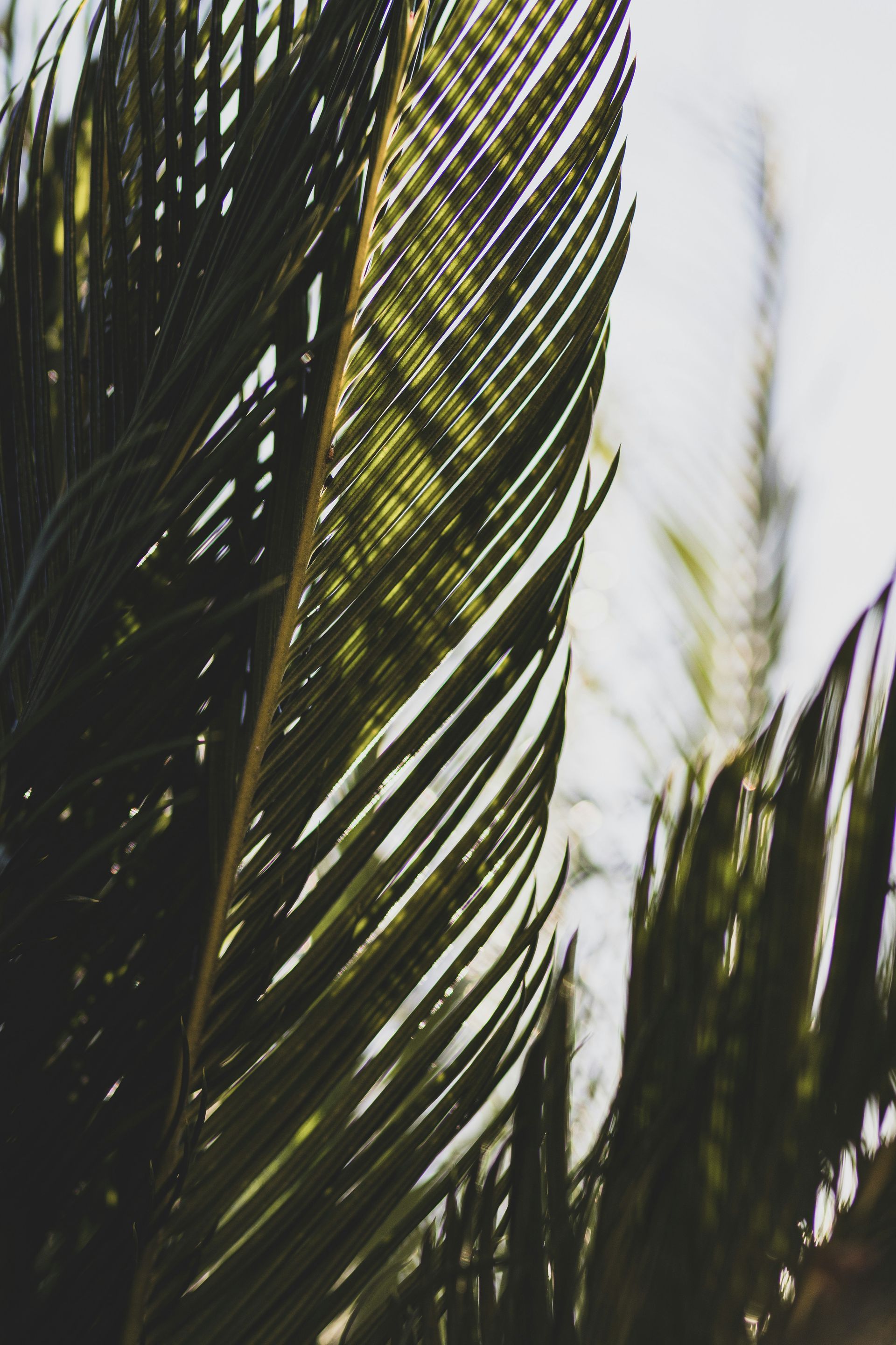 Close-up of a dark green palm frond with sunlight filtering through the leaves against a bright background.