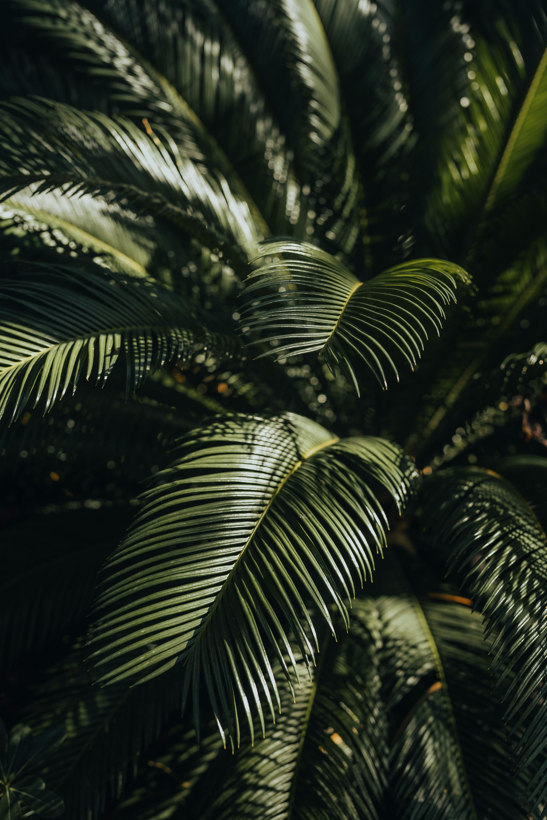 Close-up of vibrant green palm leaves, showing texture and detail.