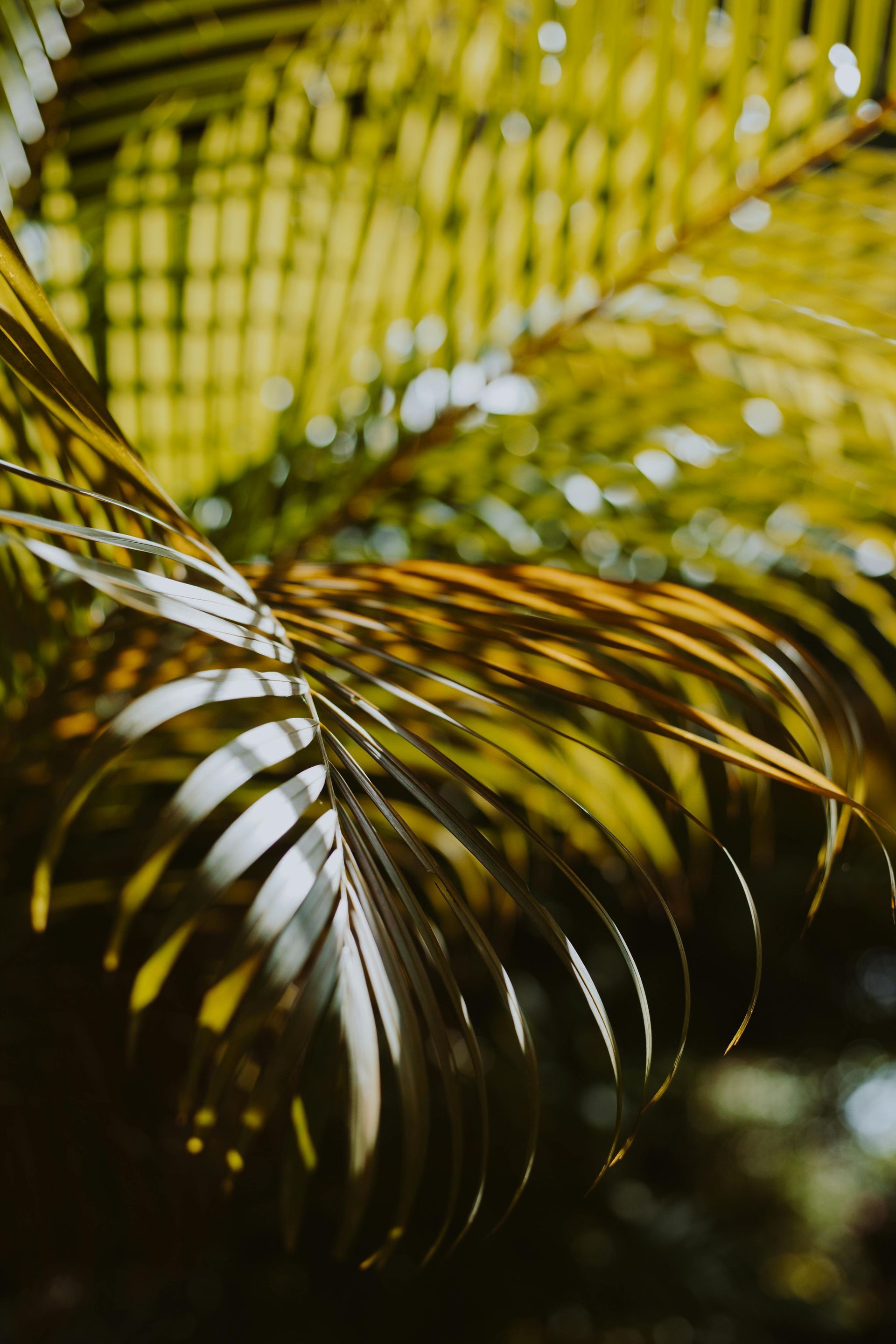 Palm fronds with sunlight creating shadows on them, golden and green.