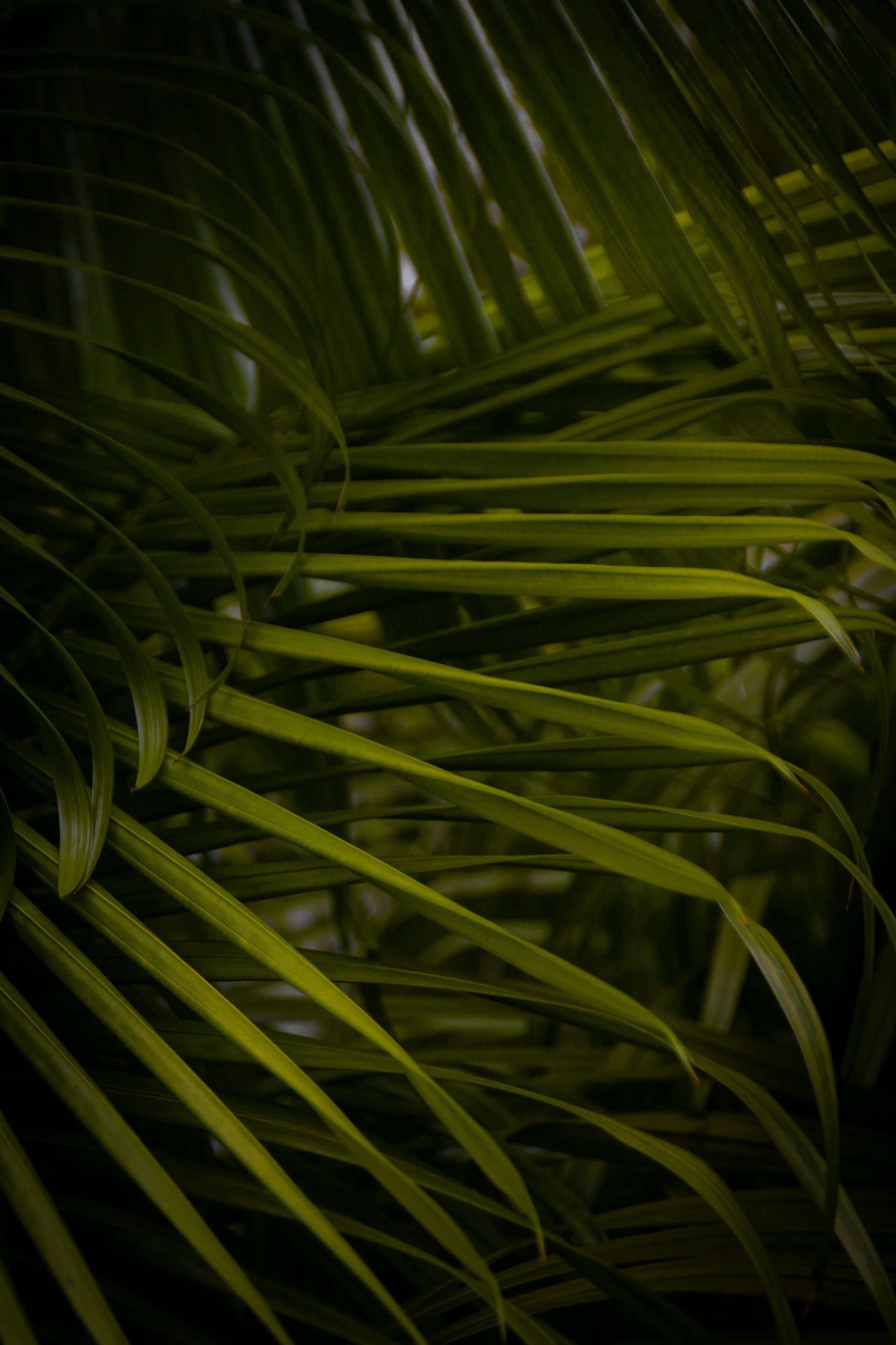 Green palm fronds in varying shades.
