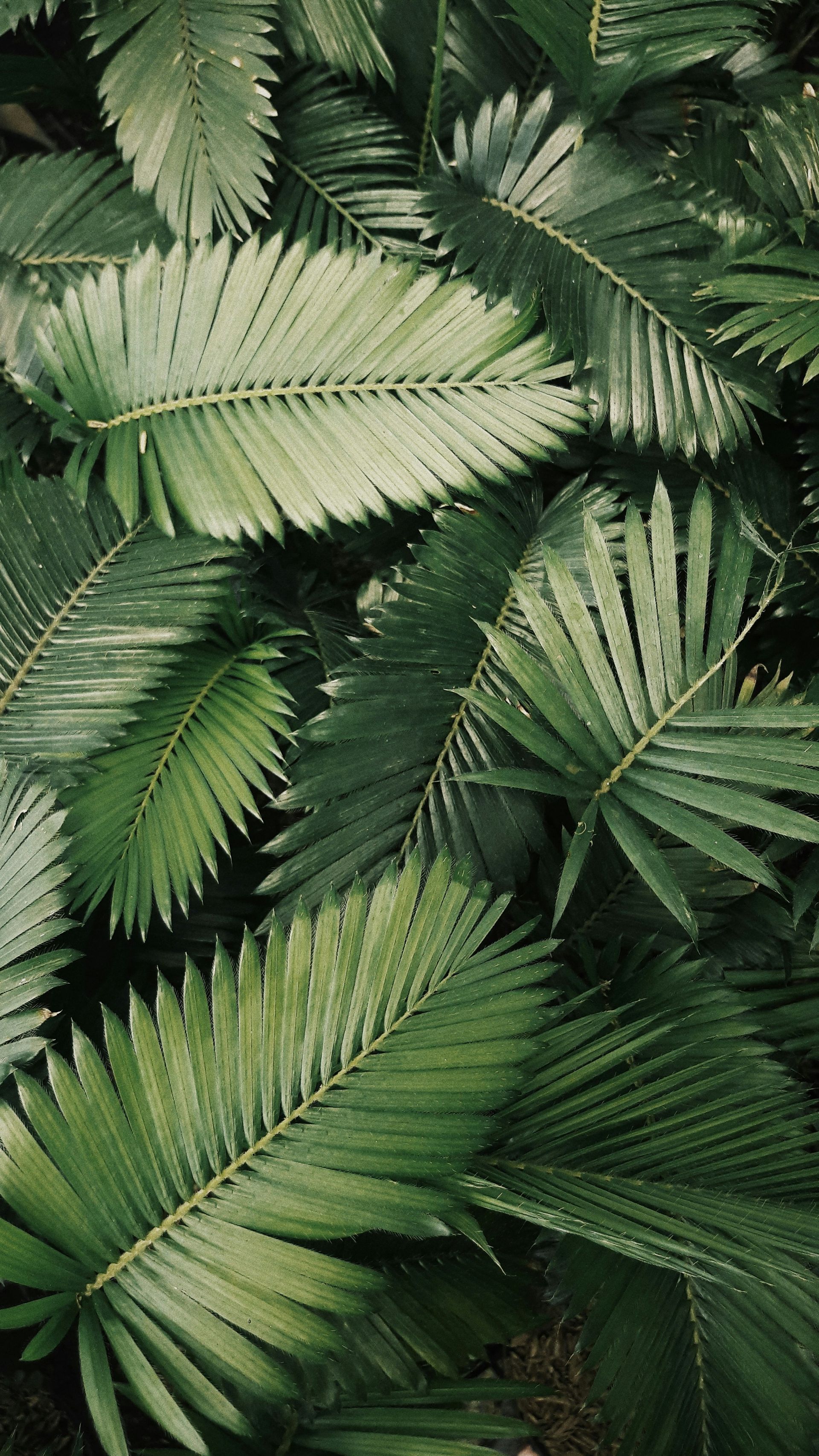 Green palm leaves, close-up, overlapping, textured, lush, with a slight variation in shade.