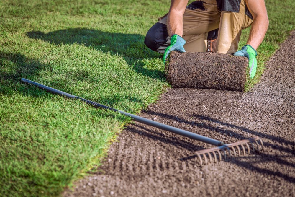 Person installing sod, rolling turf on prepared soil next to existing lawn, rake in foreground.