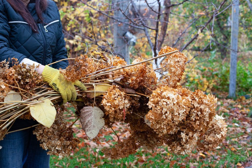 Person holding a bundle of dried hydrangea flower heads outdoors, wearing gloves and a jacket.