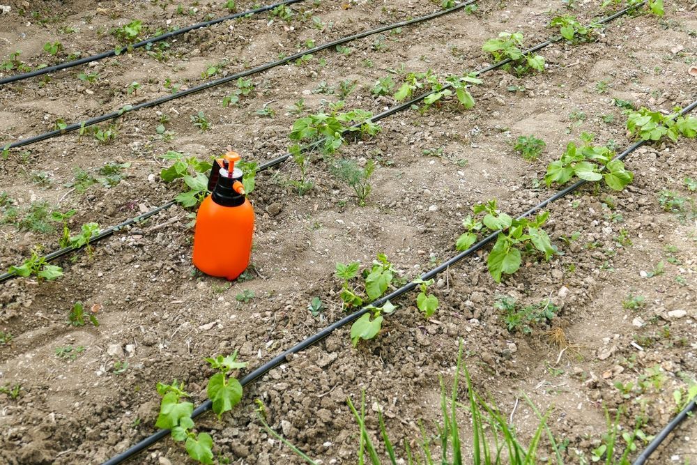 Drip irrigation system in a garden bed with young plants and an orange watering can.