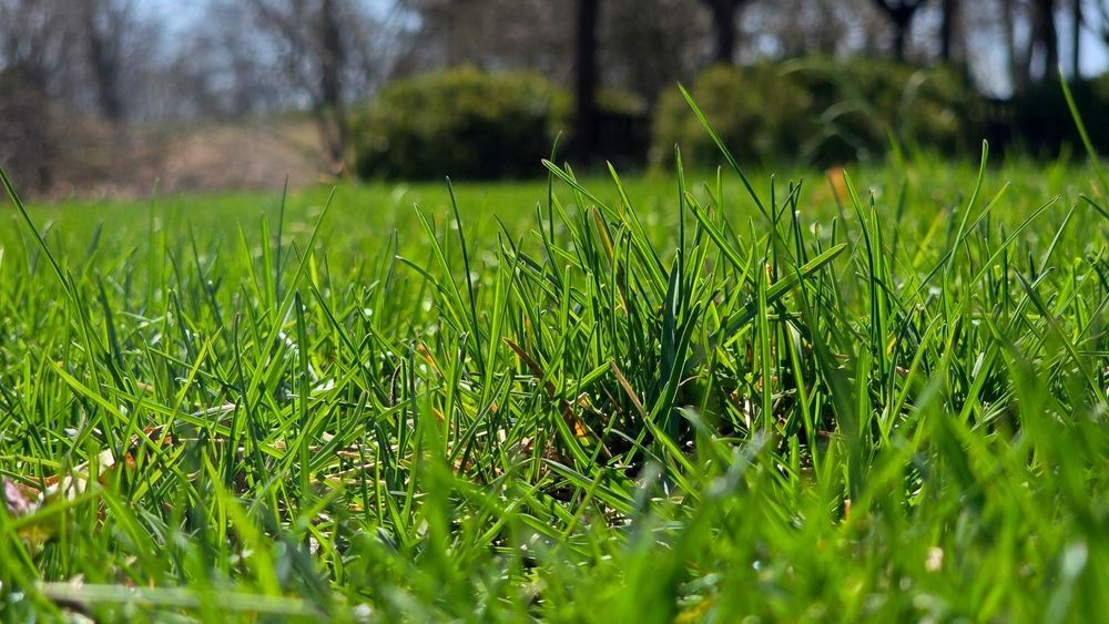 Close-up view of bright green grass in a sunny outdoor setting with a blurred background of trees and bushes.