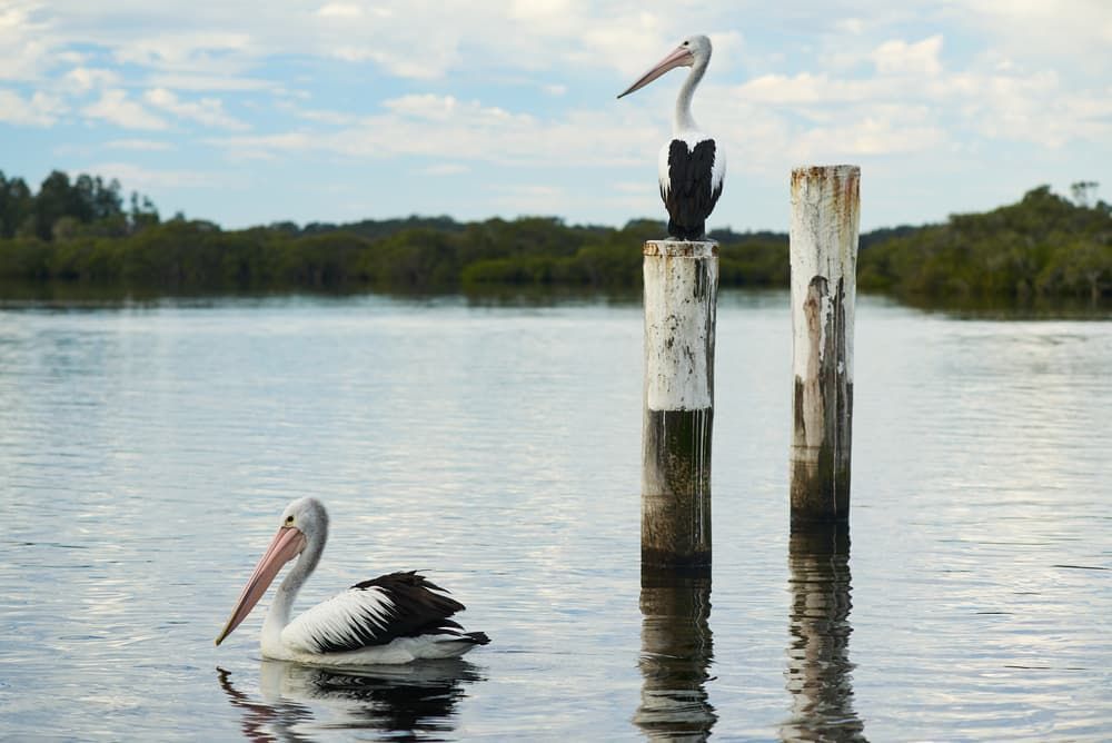 Pelicans In The Lake - Skip Hire in Port Stephens